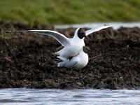 Chroicocephalus ridibundus 118, Kokmeeuw, Saxifraga-Bart Vastenhouw