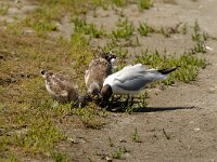 Chroicocephalus ridibundus 31, Kokmeeuw, Saxifraga-Piet Munsterman