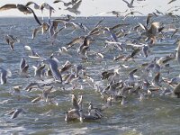 Zilver- en kokmeeuwen  Meeuwen achter een vissersboot op de Waddenzee.