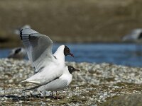 Chroicocephalus ridibundus 38, Kokmeeuw, Saxifraga-Rik Kruit