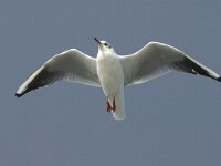 Chroicocephalus ridibundus 4, Kokmeeuw, winter plumage, adult, Saxifraga-Jan van der Straaten