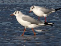 Chroicocephalus ridibundus 40, Kokmeeuw, Saxifraga-Bart Vastenhouw