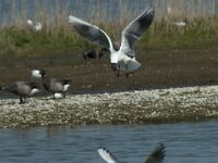 Chroicocephalus ridibundus 54, Kokmeeuw, Saxifraga-Willem van Kruijsbergen