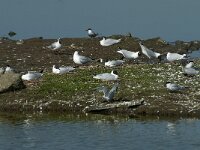 Chroicocephalus ridibundus 56, Kokmeeuw, Saxifraga-Willem van Kruijsbergen