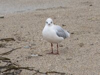Chroicocephalus ridibundus 71, Kokmeeuw, Saxifraga-Willem van Kruijsbergen