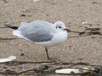Chroicocephalus ridibundus 72, Kokmeeuw, Saxifraga-Willem van Kruijsbergen