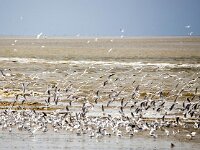 Chroicocephalus ridibundus 79, Kokmeeuw, Saxifraga-BartVastenhouw