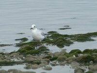 Chroicocephalus ridibundus 81, Kokmeeuw, Saxifraga-Willem van Kruijsbergen