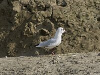 Chroicocephalus ridibundus 82, Kokmeeuw, Saxifraga-Willem van Kruijsbergen