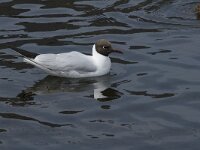 Chroicocephalus ridibundus 87, Kokmeeuw, Saxifraga-Willem van Kruijsbergen