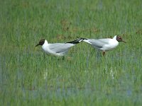 Chroicocephalus ridibundus 9, Kokmeeuw, Saxifraga-Marijke Verhagen
