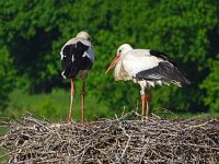 Ciconia ciconia 149, Ooievaar, Saxifraga-Hans Hoogenhuis