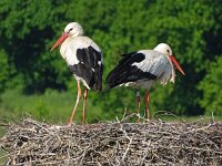 Ciconia ciconia 151, Ooievaar, Saxifraga-Hans Hoogenhuis
