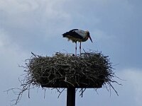 Ciconia ciconia 153, Ooievaar, Saxifraga-Hans Hoogenhuis