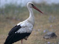 Ciconia ciconia 34, Ooievaar, Saxifraga-Ad Wittgen