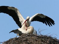 Ciconia ciconia 6, Ooievaar, display, Saxifraga-Jaap Schelvis
