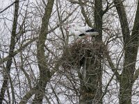Ciconia ciconia 67, Ooievaar, Saxifraga-Mark Zekhuis