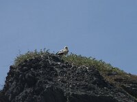 Ciconia ciconia 74, Ooievaar, Saxifraga-Willem van Kruijsbergen