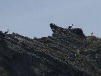 Ciconia ciconia 75, Ooievaar, Saxifraga-Willem van Kruijsbergen