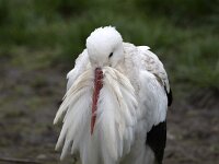 White stork Ciconia ciconia) resting  White stork Ciconia ciconia) resting