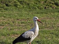 White Stork (Ciconia ciconia) in meadow  White Stork (Ciconia ciconia) in meadow : avifauna, bird, black, Ciconia ciconia, fauna, grass, grassland, meadow, natural, nature, red bill, strok, walking, white, white stork, wildlife
