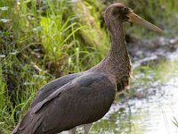Ciconia nigra 12, Zwarte ooievaar, juvenile, Saxifraga-Mark Zekhuis