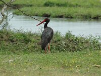 Ciconia nigra 13, Zwarte ooievaar, Saxifraga-Joerg Mager