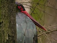 Ciconia nigra 14, Zwarte ooievaar, Saxifraga-Iztok Skornik