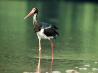 Ciconia nigra 16, Zwarte ooievaar, Saxifraga-Joerg Mager