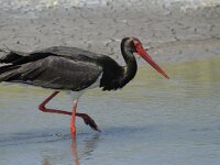 Ciconia nigra 17, Zwarte ooievaar, Saxifraga-Piet Munsterman