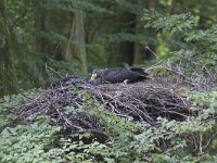 Ciconia nigra 18, Zwarte ooievaar, Saxifraga-Mark Zekhuis