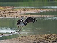 Ciconia nigra 24, Zwarte ooievaar, Saxifraga-Hans Dekker