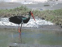 Ciconia nigra 3, Zwarte ooievaar, Saxifraga-Piet Munsterman