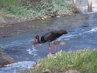 Ciconia nigra 6, Zwarte ooievaar, Saxifraga-Piet Munsterman