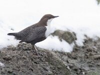 Cinclus cinclus 27, Waterspreeuw, Saxifraga-Mark Zekhuis