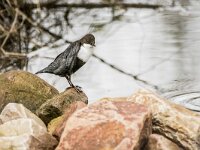 Cinclus cinclus 38, Waterspreeuw, adult, winter plumage, Saxifraga-Theo Verstrael