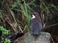 Cinclus cinclus 39, Waterspreeuw, Saxifraga-Hans Dekker