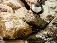 Cinclus cinclus 4, Waterspreeuw, adult, winter plumage, Saxifraga-Theo Verstrael