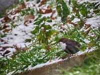 Cinclus cinclus 44, Waterspreeuw, Saxifraga-Hans Dekker
