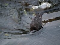 Cinclus cinclus 49, Waterspreeuw, Saxifraga-Hans Dekker