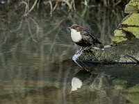 Cinclus cinclus 57, Waterspreeuw, adult, winter plumage, Saxifraga-Theo Verstrael