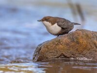 White throated dipper foraging in streaming water  White-throated dipper (cinclus cinclus) aquatic bird foraging in fast flowing water of a creek in natural habitat. The dipper is searching for food below the water level. Wildlife scene in nature. : Songbird, animal, aquatic, aquatic bird, beak, bird, bird life, birdwatching, brass, brick, brown, cinclus, cinclus cinclus, dipper, environment, european, european dipper, eye, feathering, food, germany, insects, mayflies, moss, mountain, nature, norway, ornithology, prey, river, scotland, scottish, stone, stones, stream, sweden, throat, water, waterbird, waterfall, white, white throated dipper, white-throated, white-throated dipper (cinclus cinclus), wild, wildlife, wildlife of europe