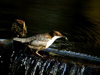 Cinclus cinclus 6, Waterspreeuw, Saxifraga-Piet Munsterman
