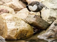 Cinclus cinclus 8, Waterspreeuw, adult, winter plumage, Saxifraga-Theo Verstrael