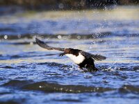 Cinclus cinclus cinclus 12, Zwartbuikwaterspreeuw, Saxifraga-Bart Vastenhouw