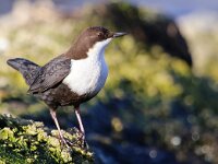 Cinclus cinclus cinclus 13, Zwartbuikwaterspreeuw, Saxifraga-Bart Vastenhouw