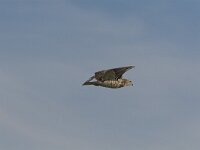 Circaetus gallicus 10, Slangenarend, Saxifraga-Martin Mollet