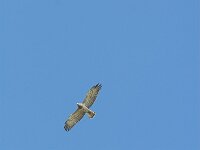Circaetus gallicus 12, Slangenarend, Saxifraga-Martin Mollet
