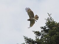 Circaetus gallicus 13, Slangenarend, Saxifraga-Martin Mollet