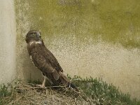 Circaetus gallicus 14, Slangenarend, Saxifraga-Willem van Kruijsbergen